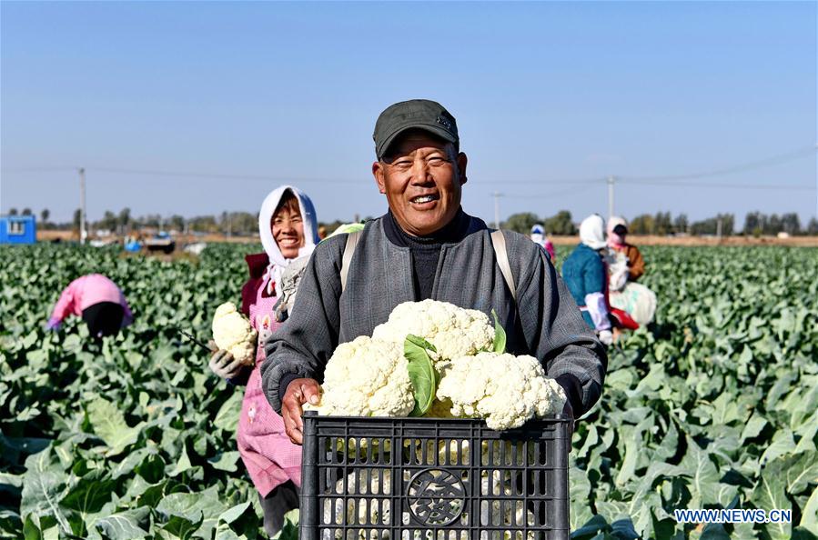 CHINA-HEBEI-CAULIFLOWERS CULTIVATION (CN)