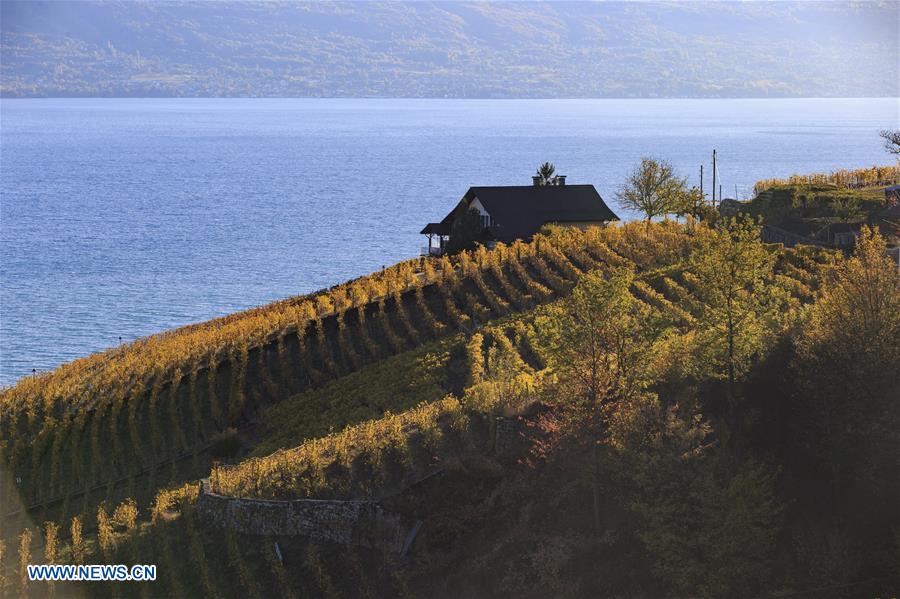 SWITZERLAND-LAVAUX-VINEYARDS-AUTUMN SCENERY