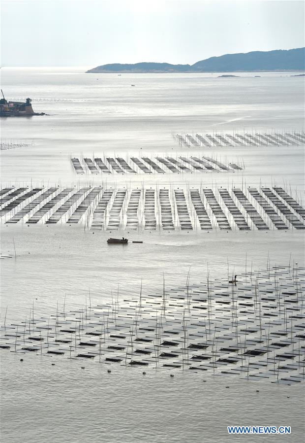 CHINA-FUJIAN-XIAPU-SEAWEED-HARVEST(CN)