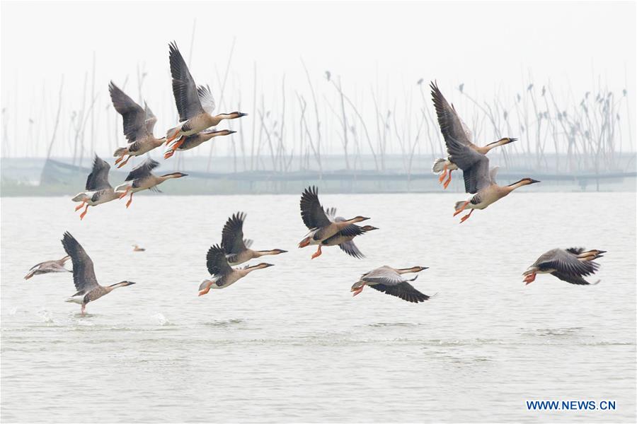 #CHINA-JIANGSU-XUYI-MIGRATORY BIRDS (CN)