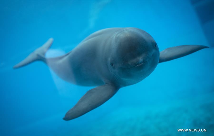 CHINA-HUBEI-FINLESS PORPOISE