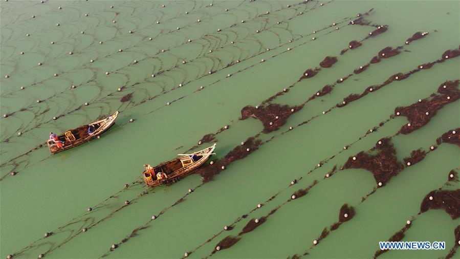 #CHINA-SHANDONG-RONGCHENG-AQUACULTURE (CN)