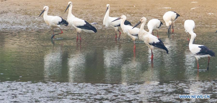 CHINA-ANHUI-WHITE STORK (CN)