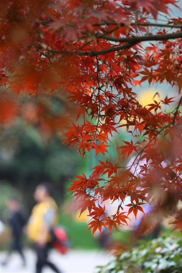 CHINA-MAPLE LEAVES-SCENERY (CN)