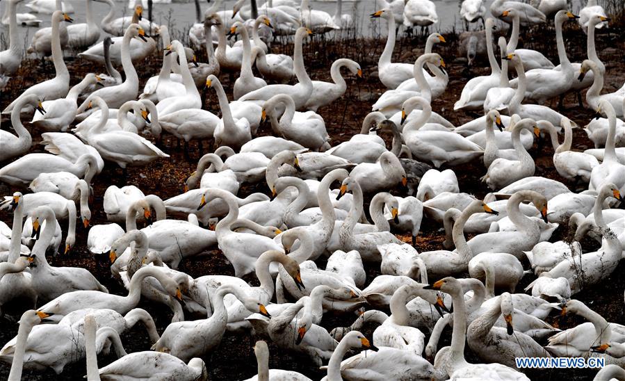 CHINA-HENAN-SANMENXIA-WHITE SWANS (CN)