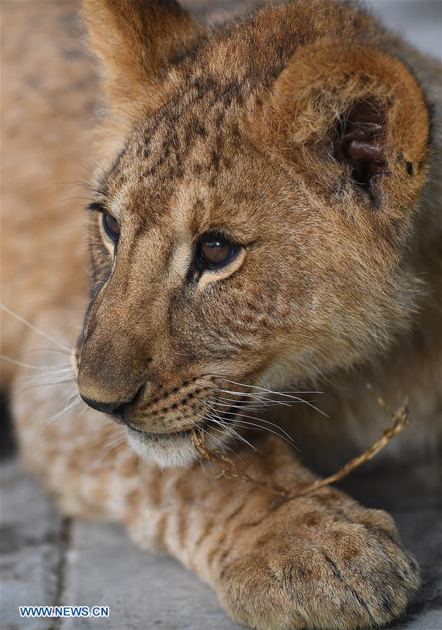 CHINA-QINGHAI-AFRICAN LION (CN)