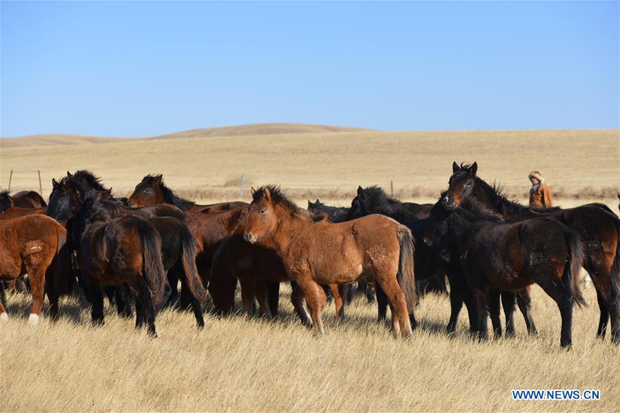 CHINA-INNER MONGOLIA-RACE HORSE (CN)