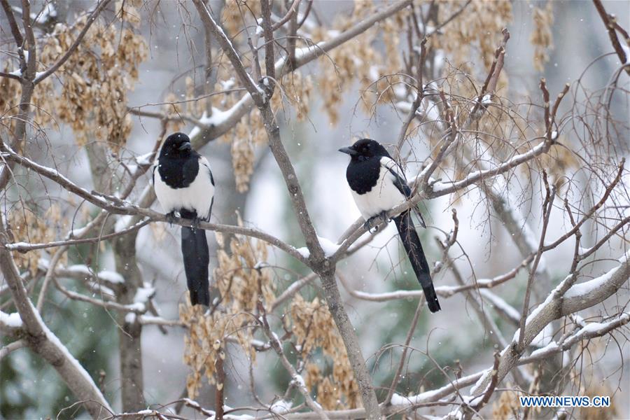 #CHINA-SHANDONG-SNOW (CN)