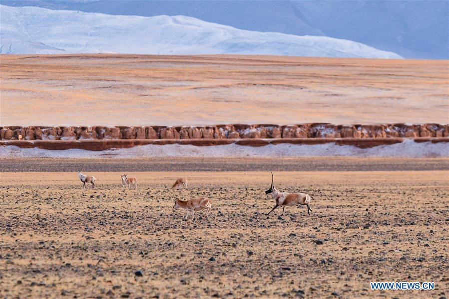 (InTibet)CHINA-WILDLIFE-TIBETAN ANTELOPE-HABITAT (CN)