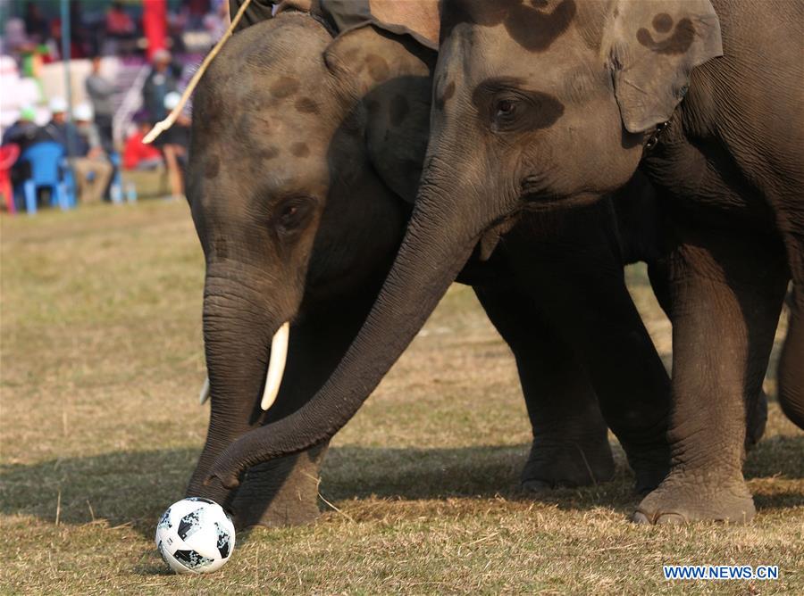 NEPAL-CHITWAN-ELEPHANT FESTIVAL