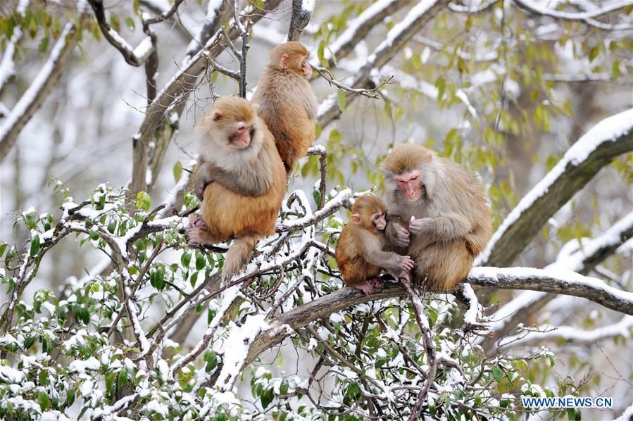 #CHINA-GUIZHOU-GUIYANG-SNOW-MONKEY (CN)