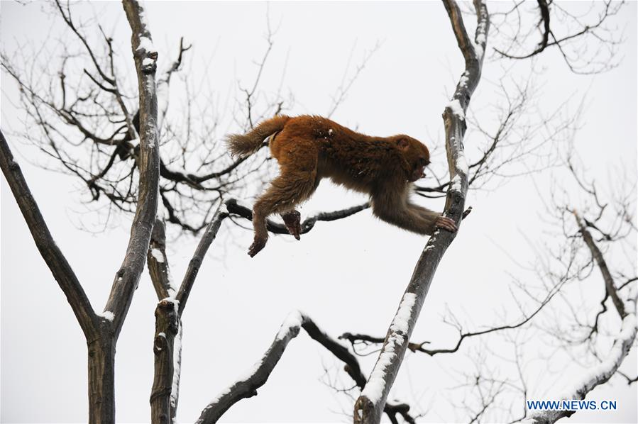 #CHINA-GUIZHOU-GUIYANG-SNOW-MONKEY (CN)