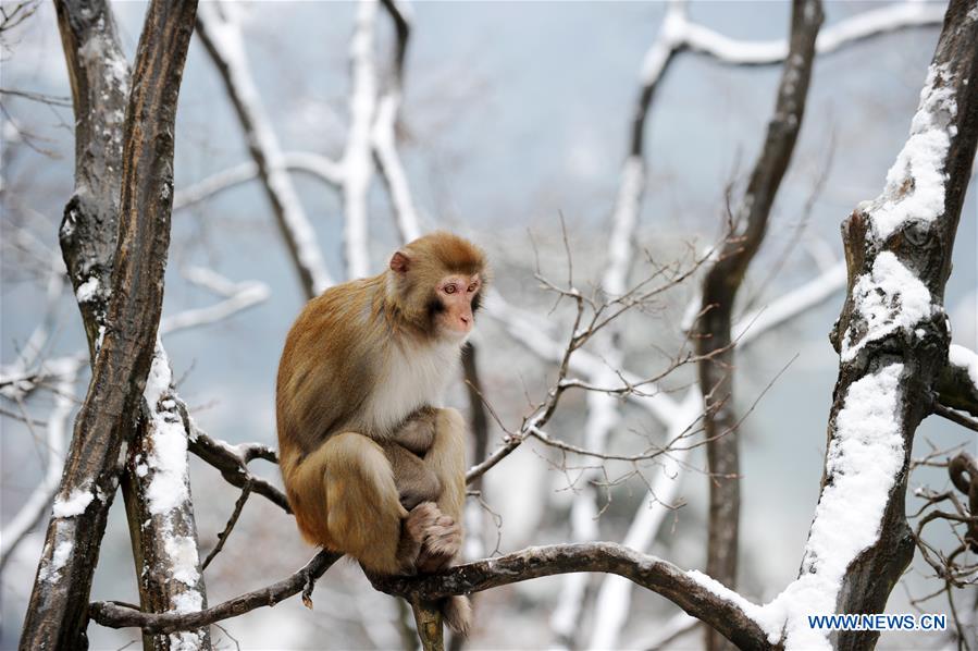 #CHINA-GUIZHOU-GUIYANG-SNOW-MONKEY (CN)