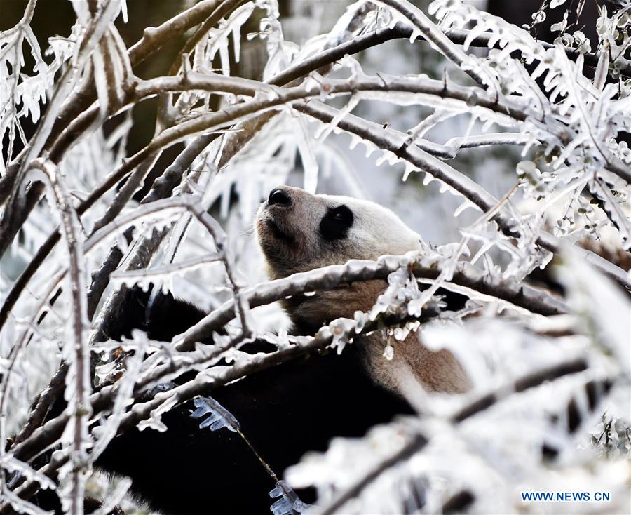 CHINA-JINAN-WINTER-GIANT PANDA (CN)