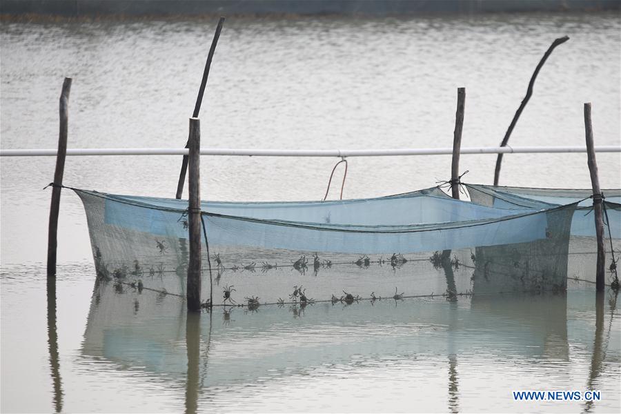 #CHINA-JIANGSU-HUAIAN-AQUACULTURE-CRAB (CN)