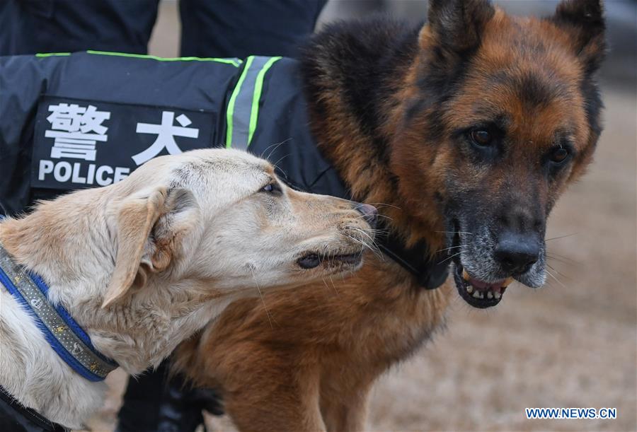 CHINA-HUBEI-WUHAN-POLICE DOG-TRAINING (CN) 