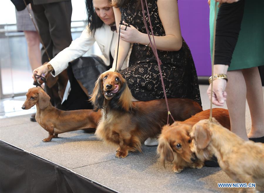 U.S.-NEW YORK-DOG SHOW-PRESS PREVIEW