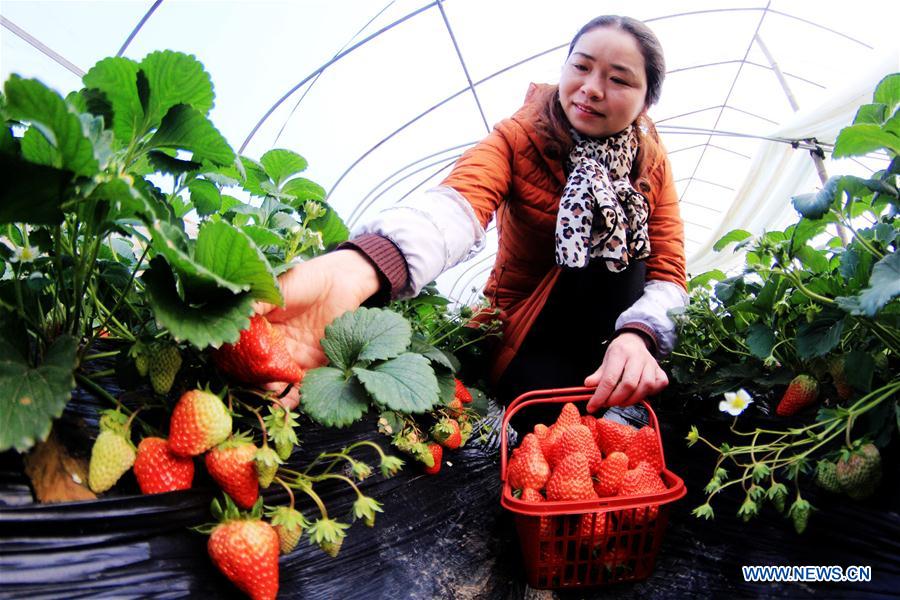 #CHINA-GREENHOUSE-FARMING (CN)