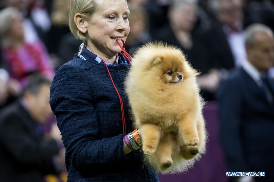 U.S-NEW YORK-DOG SHOW