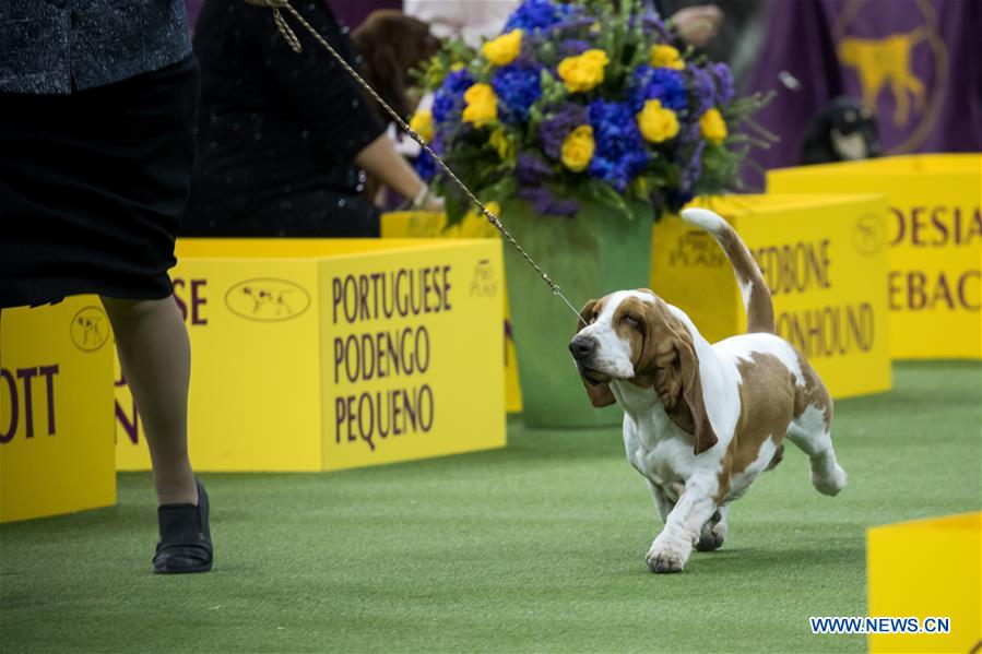 U.S-NEW YORK-DOG SHOW