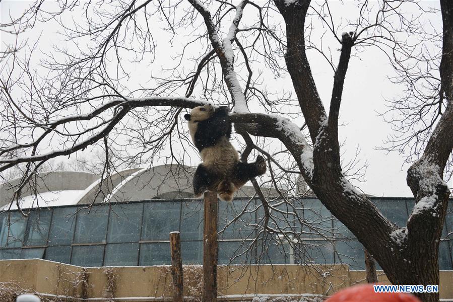 #CHINA-BEIJING-SNOW-GIANT PANDA (CN)