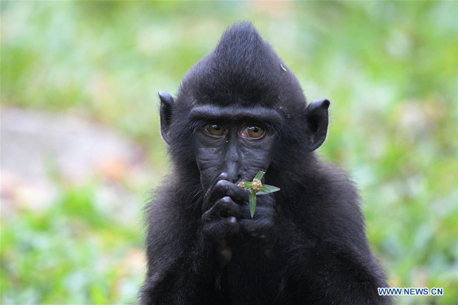 SINGAPORE-WRS-NEWBORN ANIMALS