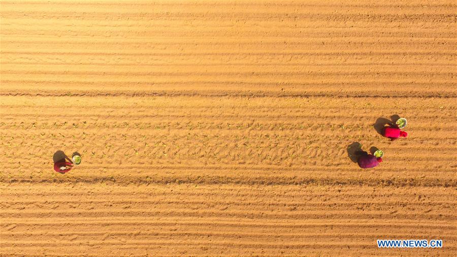 #CHINA-SPRING-FARM WORK (CN)