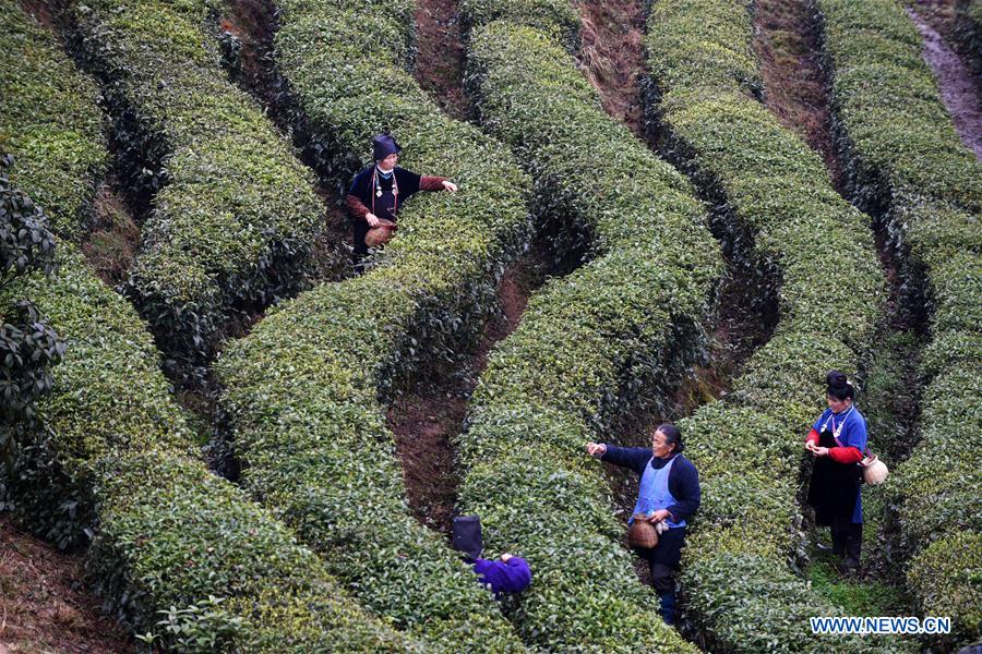 CHINA-GUIZHOU-DANZHAI-TEA-HARVEST (CN)