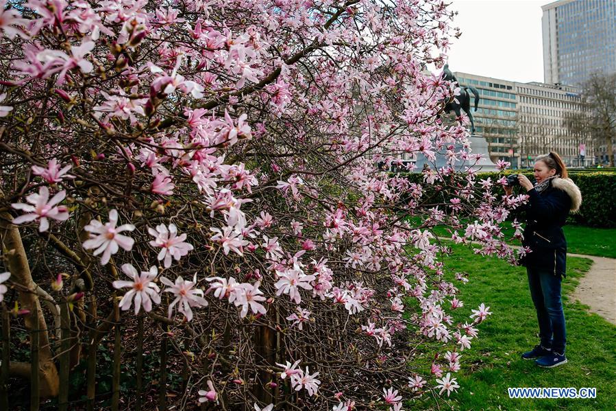 BELGIUM-BRUSSELS-SPRING-FLOWERS