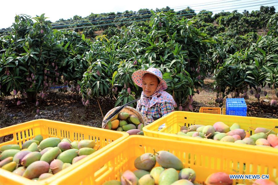 CHINA-SANYA-MANGO INDUSTRY(CN)