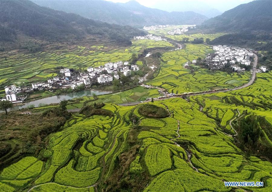 CHINA-JIANGXI-COLE FLOWER FIELDS (CN)