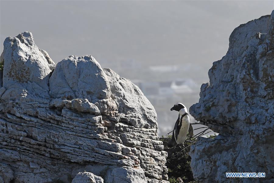 SOUTH AFRICA-CAPE TOWN-BETTY'S BAY-PENGUIN