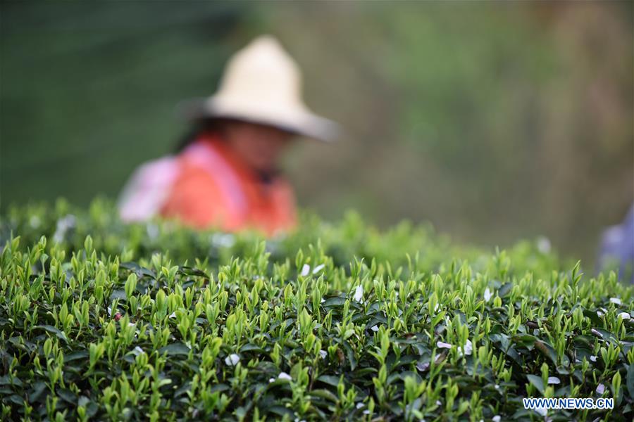 CHINA-GUIIZHOU-TEA-HARVEST (CN)