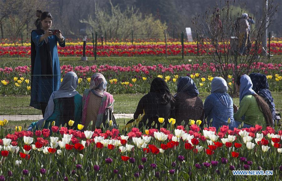 KASHMIR-SRINAGAR-SPRING-TULIPS