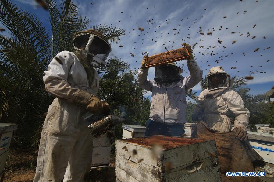 MIDEAST-GAZA-RAFAH-BEEKEEPERS