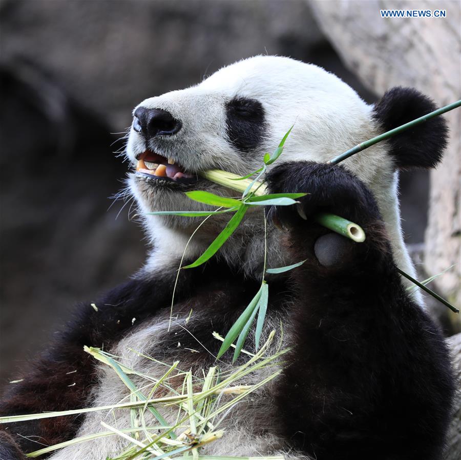 U.S.-CALIFORNIA-SAN DIEGO ZOO-PANDA-FAREWELL