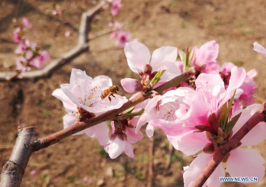 (BeijingCandid) CHINA-BEIJING-SPRING-SCENERY (CN)