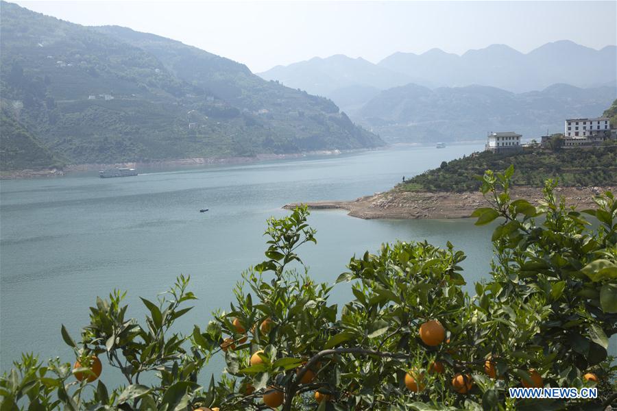 #CHINA-HUBEI-ZIGUI-NAVEL ORANGE (CN)