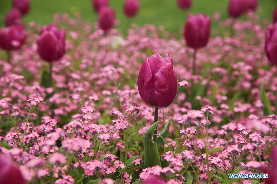 CROATIA-ZAGREB-SPRING-FLOWERS