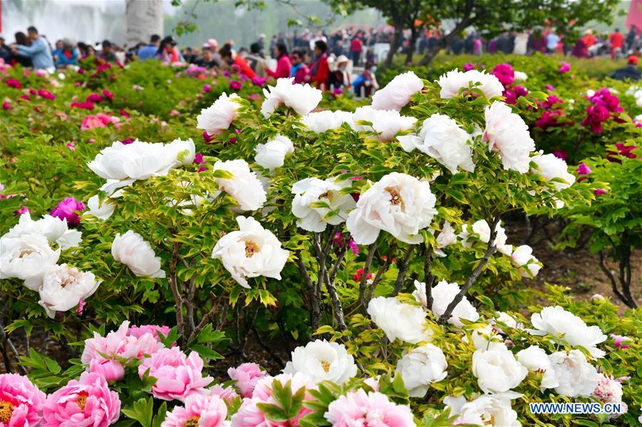 CHINA-SHANDONG-HEZE-PEONY-FLOWERS (CN)