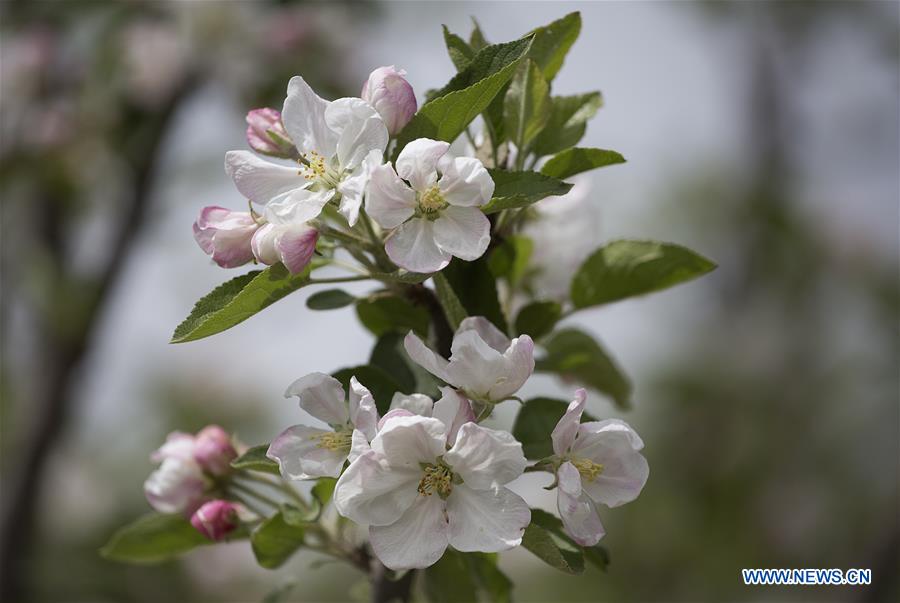 KASHMIR-SRINAGAR-TREES-BLOSSOM