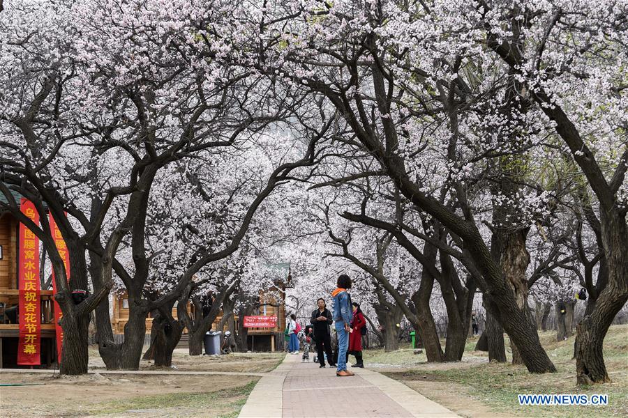 CHINA-INNER MOGOLIA-APRICOT FLOWER-TOURISM (CN)