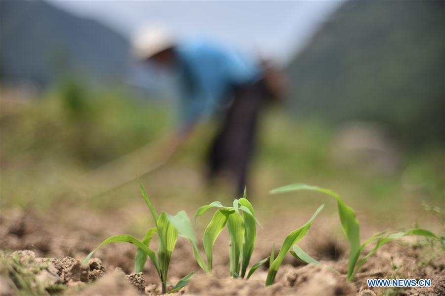 #CHINA-GUYU-AGRICULTURE-FARM WORK (CN)