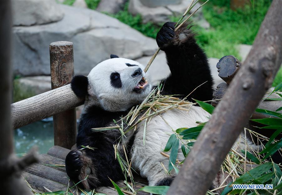 SOUTH KOREA-YONGIN-CHINA-GIANT PANDA