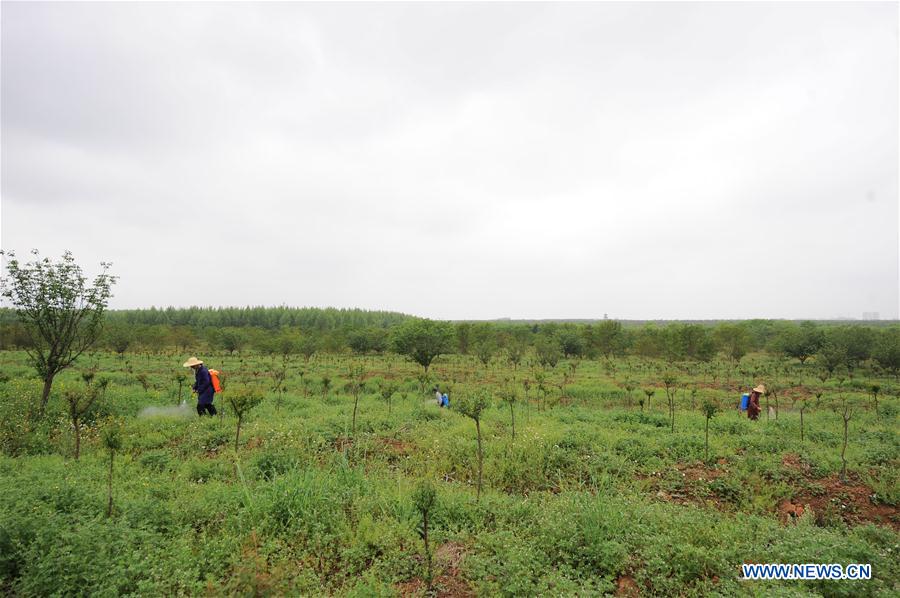 CHINA-ANHUI-FEIXI-SAPLING INDUSTRY (CN)