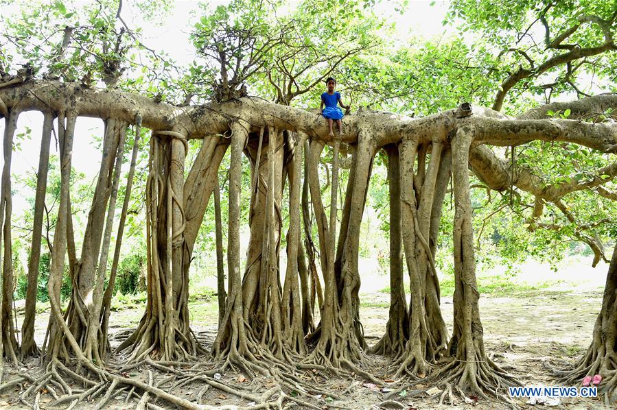 BANGLADESH-DHAKA-BANYAN TREE