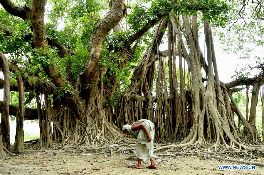 BANGLADESH-DHAKA-BANYAN TREE