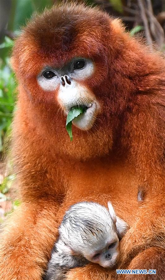 CHINA-GUANGZHOU-GOLDEN SNUB-NOSED MONKEY-NEWBORN (CN)