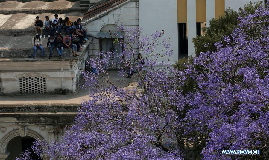 NEPAL-KATHMANDU-JACARANDA-BLOSSOMS