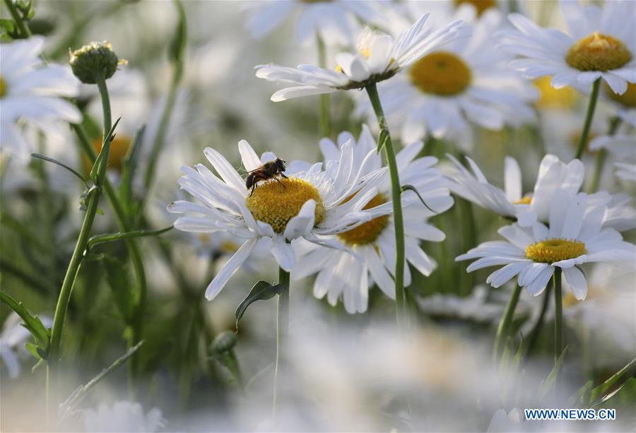 #CHINA-SHANDONG-LINYI-FLOWERS (CN)